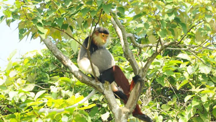 danang to monkey mountain